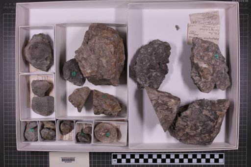 mixed taxa, stratigraphic collection