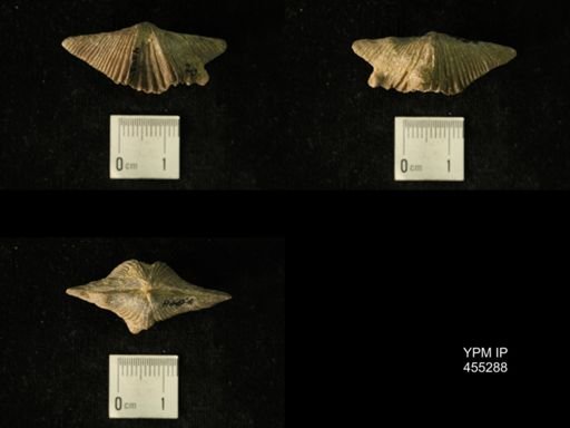 Platystrophia acutilirata prolongata