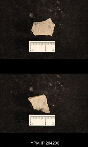 undet. Lemmatophoridae