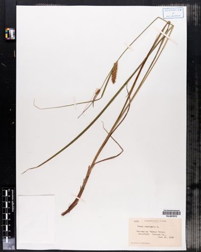 Carex vesicaria