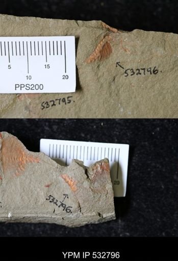 undet. Xiphosurida
