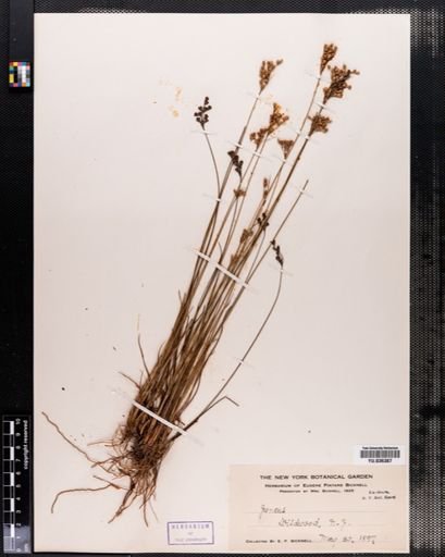 Juncus