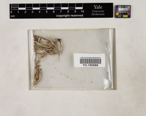 Plantae