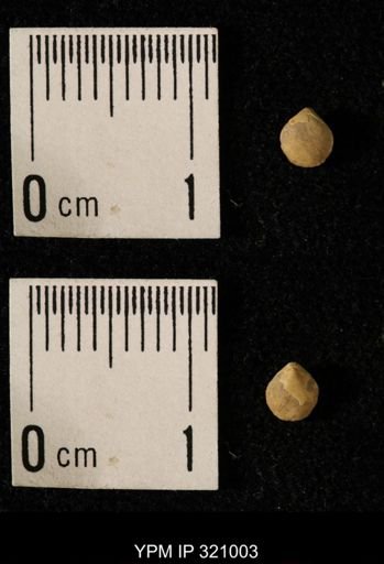 Dielasma elongatum