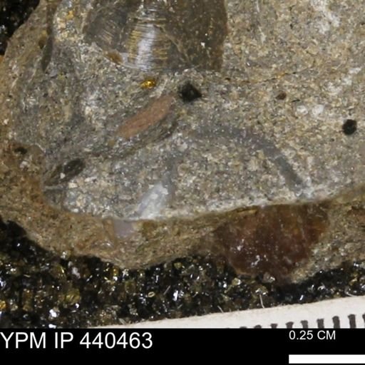 Protocardia subquadrata