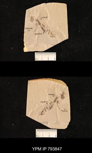 undet. Mantodea