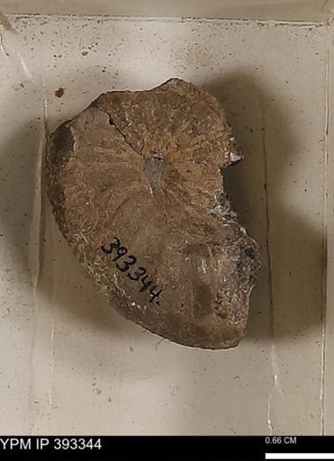 Scaphites sp.