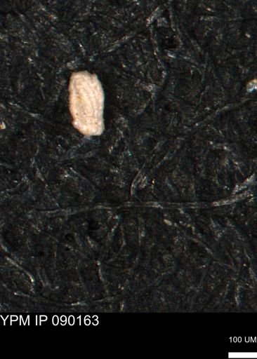 Spirolocammina planula