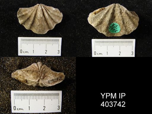 Macropleura macropleura