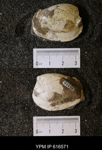 Corbicula?