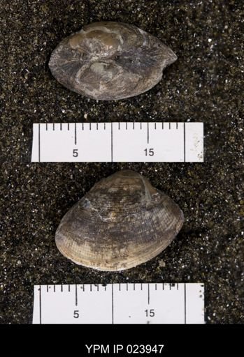 Nucula cancellata