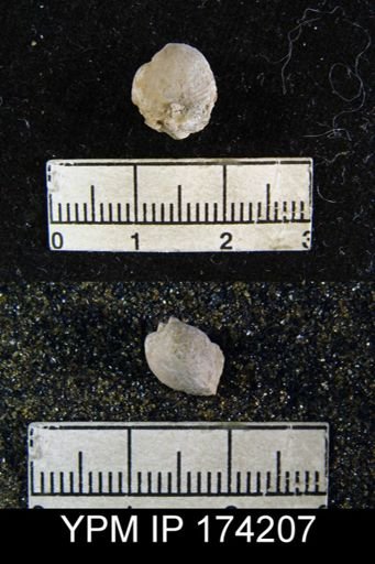Productus sp.
