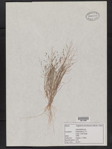 Eragrostis pectinacea