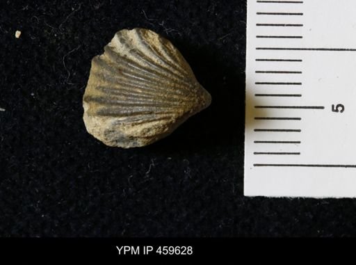 Hustedia mormoni