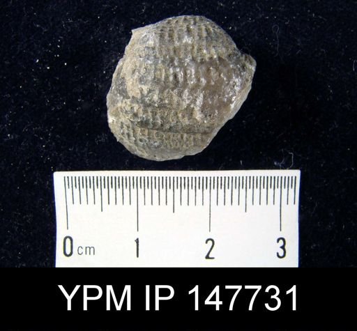 Pustula cf. nebrascensis