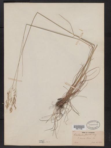 Deschampsia flexuosa