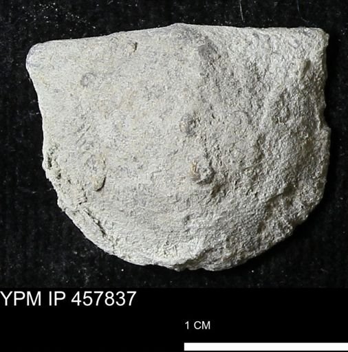 Strophodonta sp.