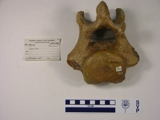 Edentata