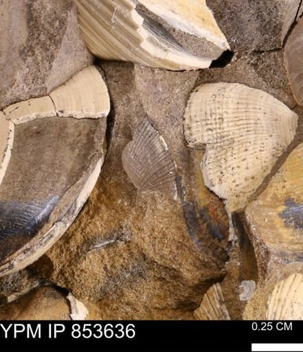 Parallelodon?