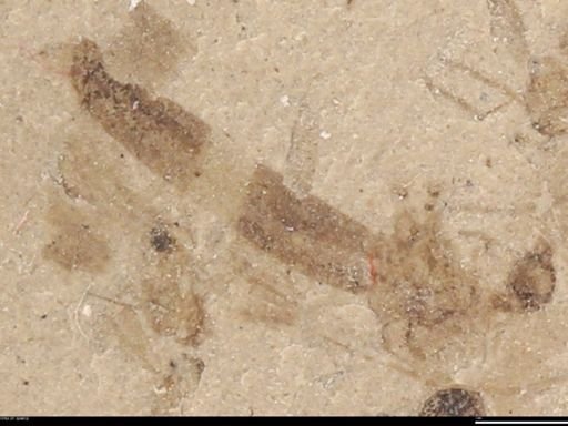 undet. Diptera