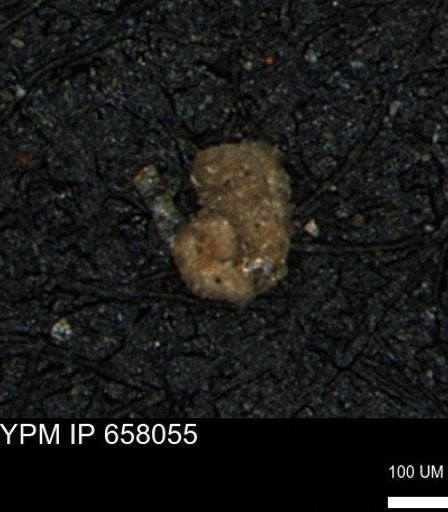 Ammobaculites obliquus