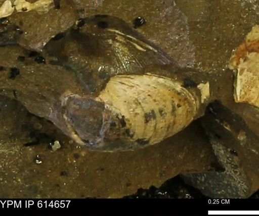 Limopsis striatopunctatus