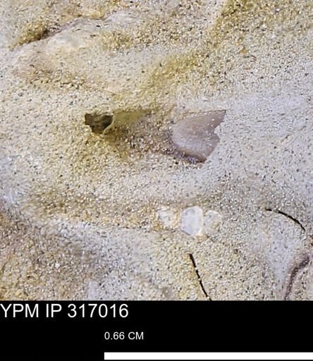 undet. Mollusca