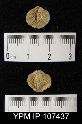 Atrypa marginalis?