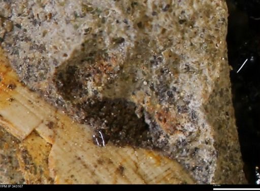 undet. Scaphitidae