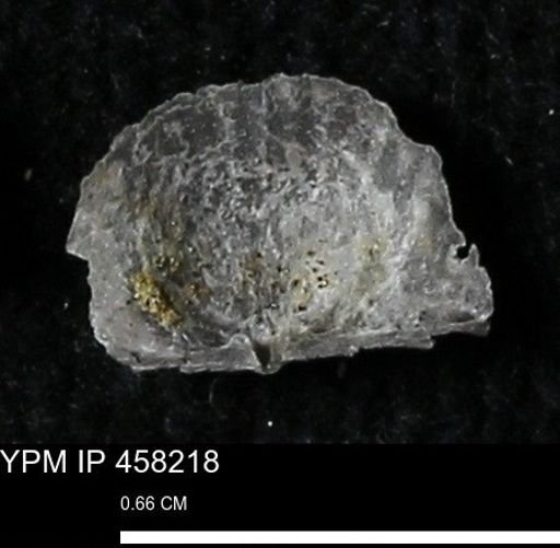 Chonetes mucronatus