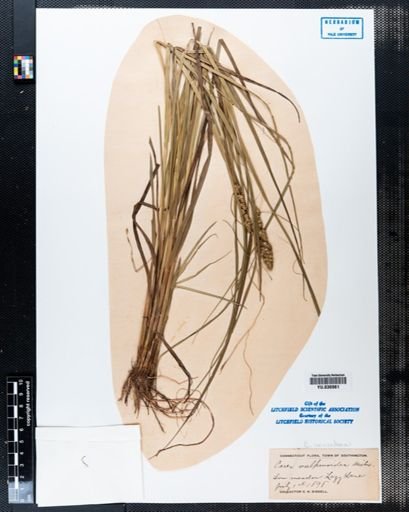 Carex vulpinoidea