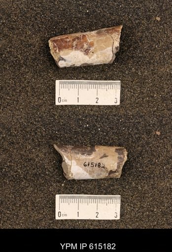 Baculites sp.