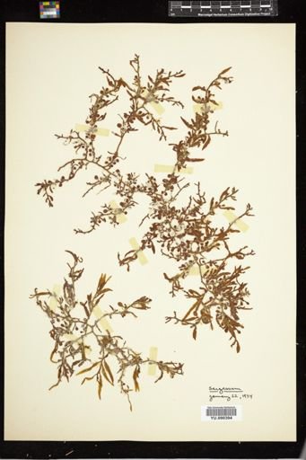 Sargassum