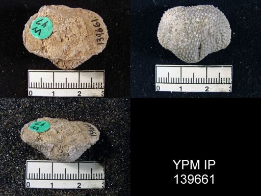 Productus (Waagenoconcha) humboldti
