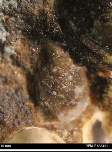 Corbulamella gregaria