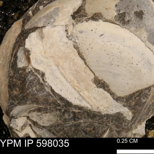 Protocardia?