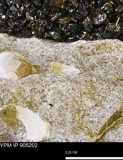 undet. Mollusca