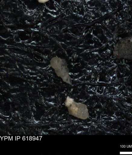 undet. Heterohelicidae