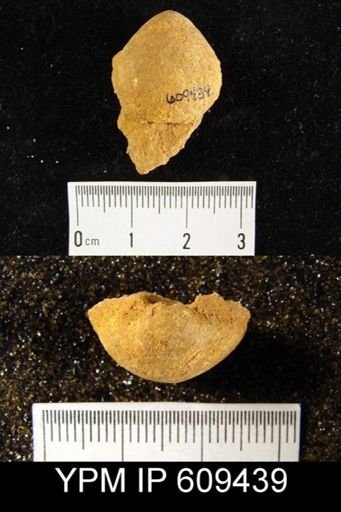 Meristella arcuata