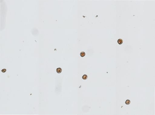 Crassostrea virginica