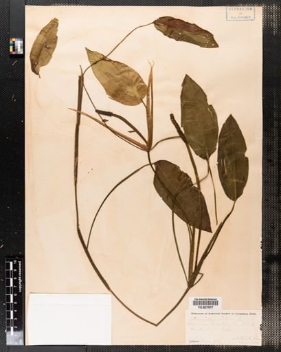Potamogeton natans