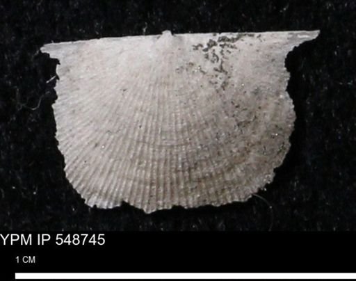 Stropheodonta perplana