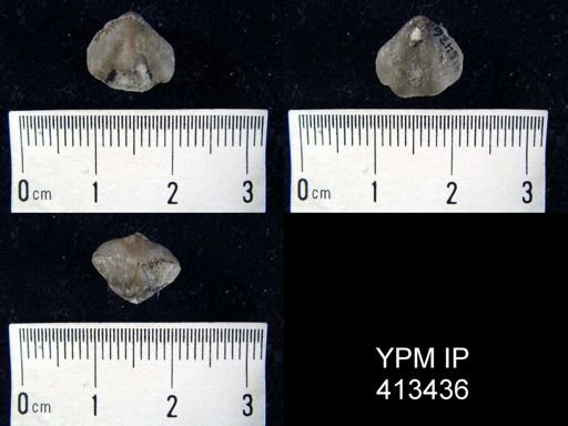 Hyattidina congesta