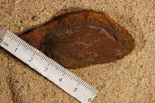 Angiospermopsida