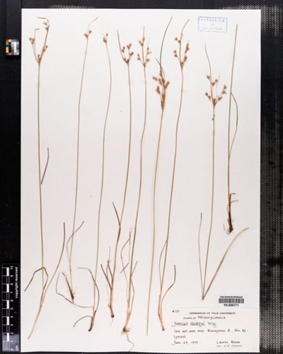 Juncus dudleyi
