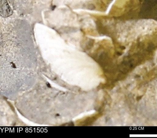 Limopsis striatopunctatus