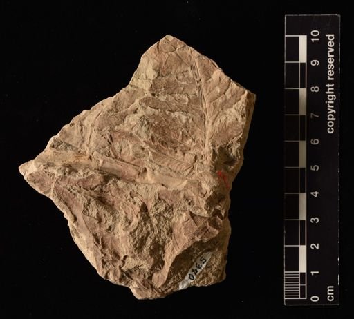 Cladophlebis sp.