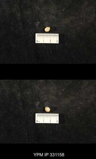 Trepospira depressa