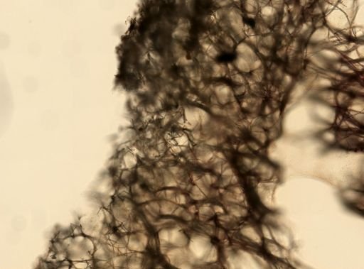 Niphates olemda