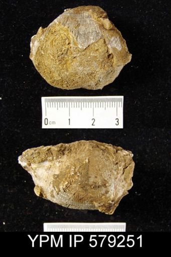 Productus sp.